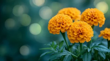 Jak dobře znáte marigold? Přínosy této rostliny pro zdraví