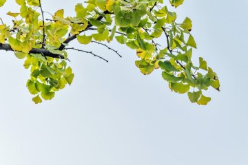 Prokrvení celého těla pomocí Ginkgo biloba: Přírodní pomoc pro zdravý oběh