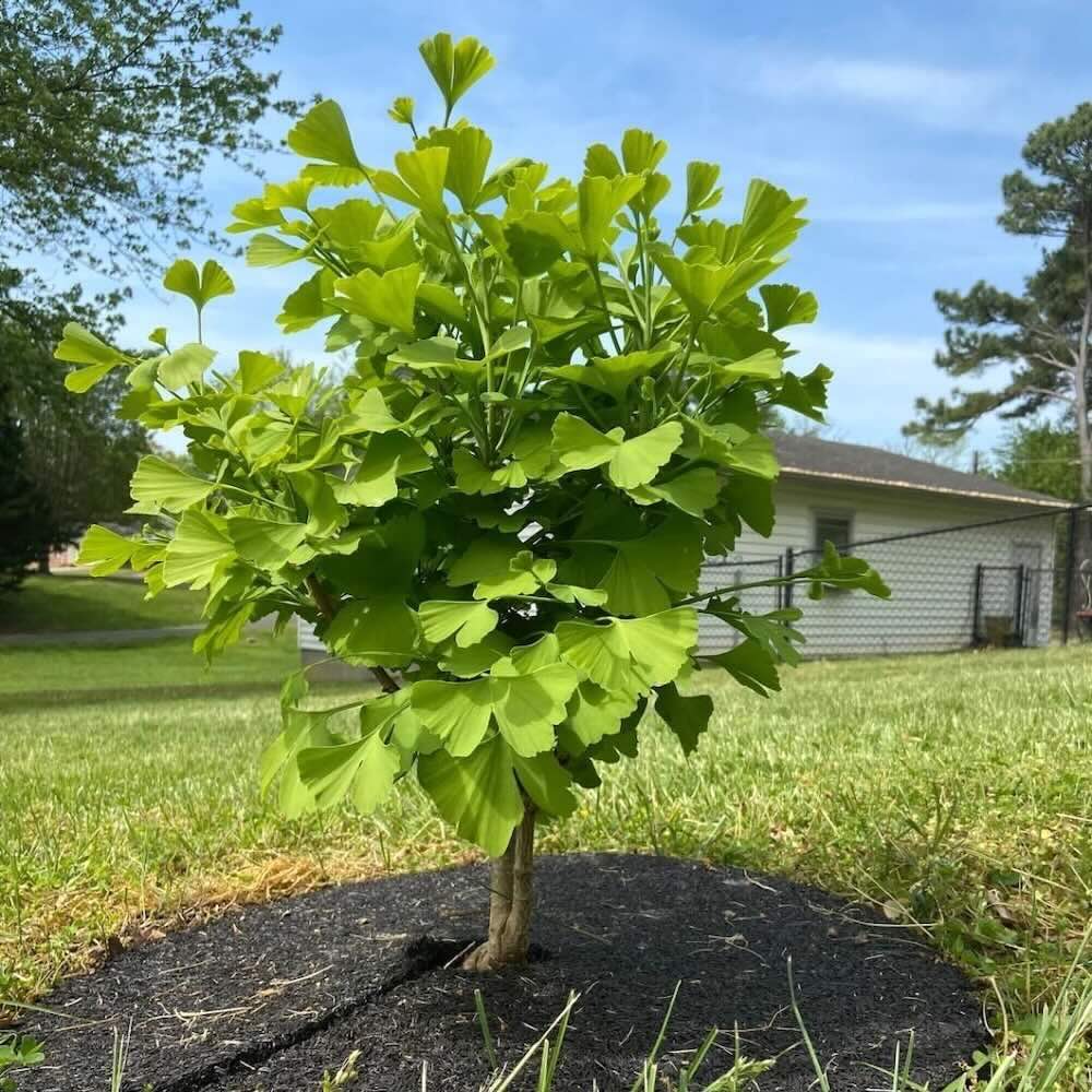 NOAH® GINGKO BILOBA