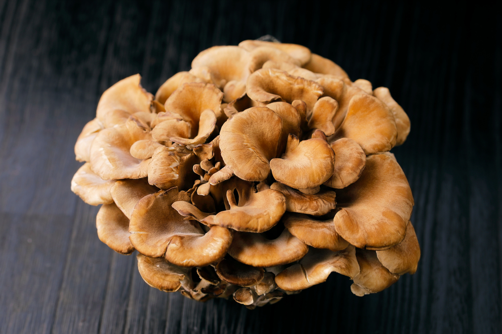 Asijská houba Maitake