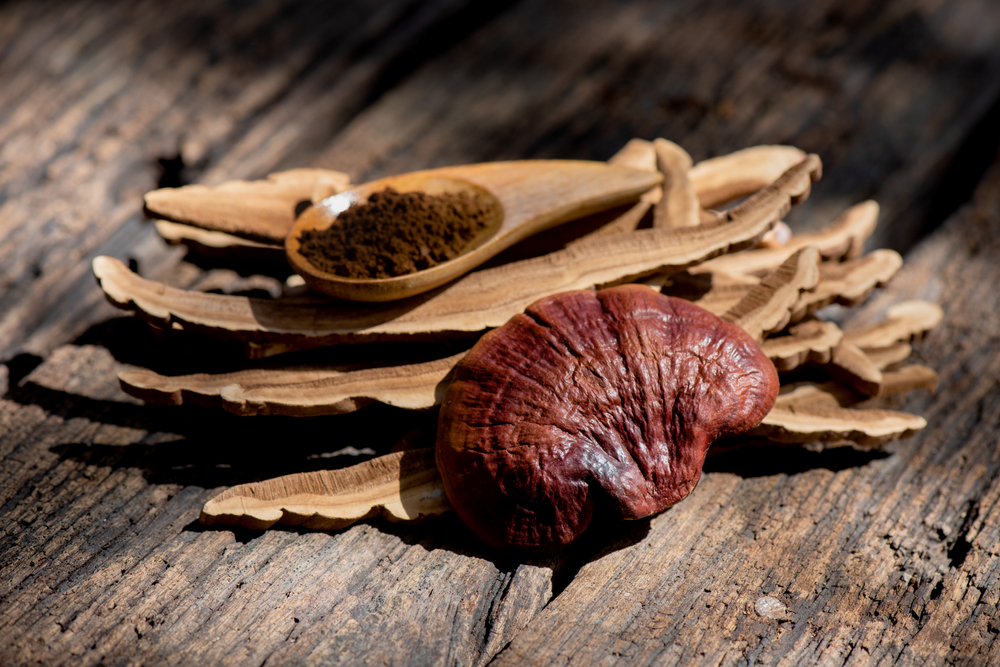 Asijská houba Reishi
